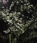 IMG_2034