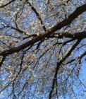 20140401-075204.jpg