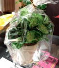 th_IMG_6435